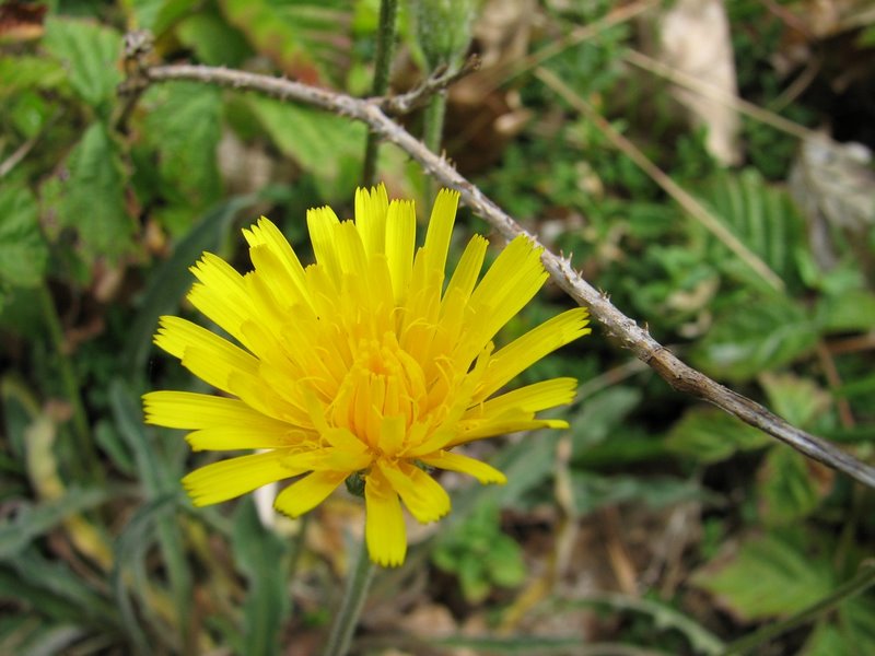 2010 07 Sortie bota à Ruffin 10